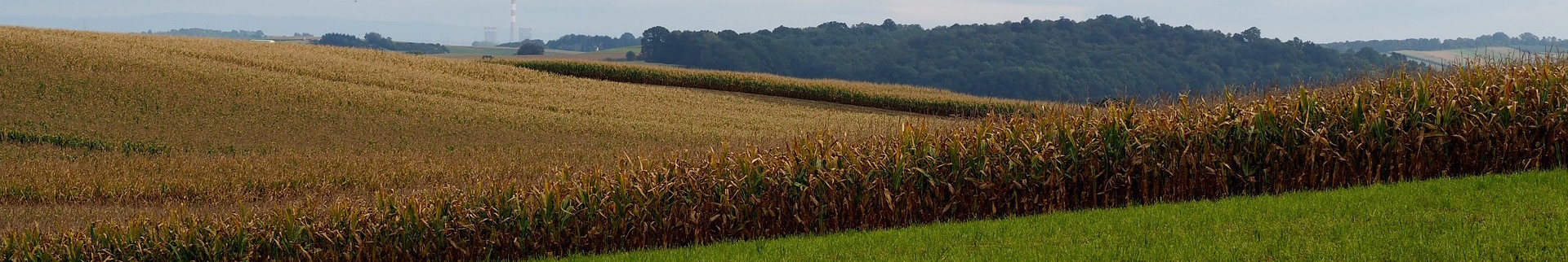nature-2781395_1920.jpg
