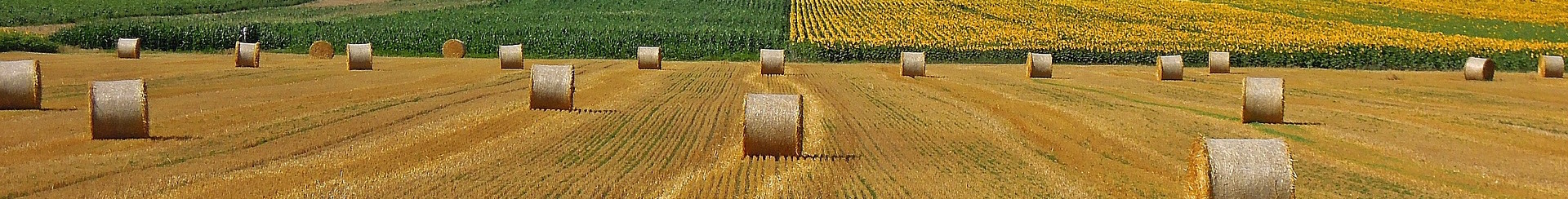 wheatfield-2545736_1920.jpg