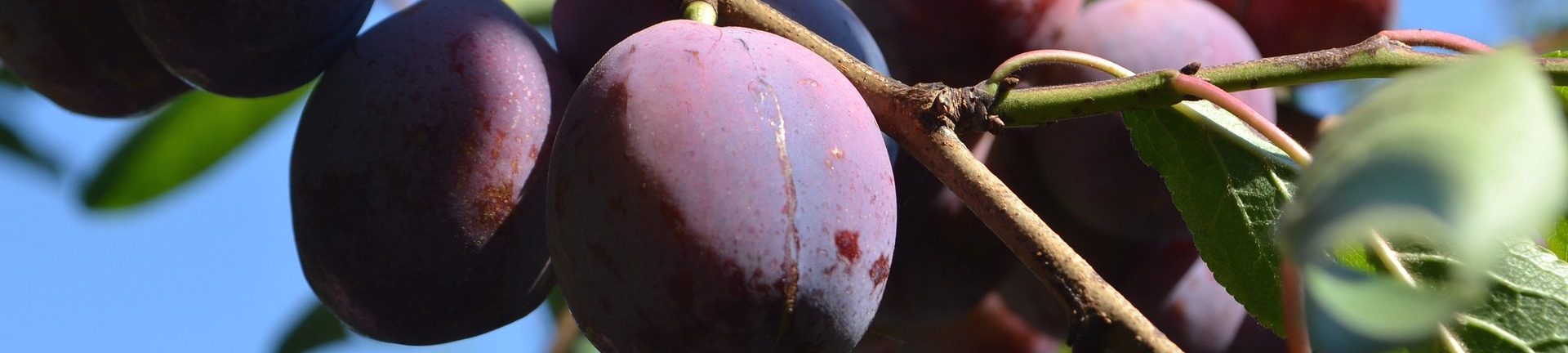 cultivation-2549277_1920.jpg