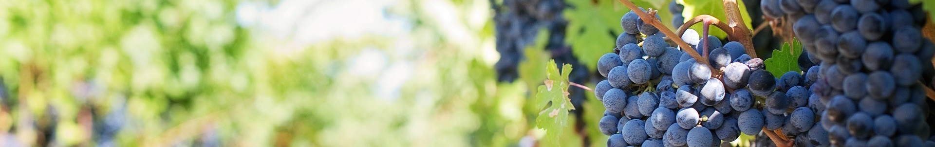 purple-grapes-553462_1920.jpg