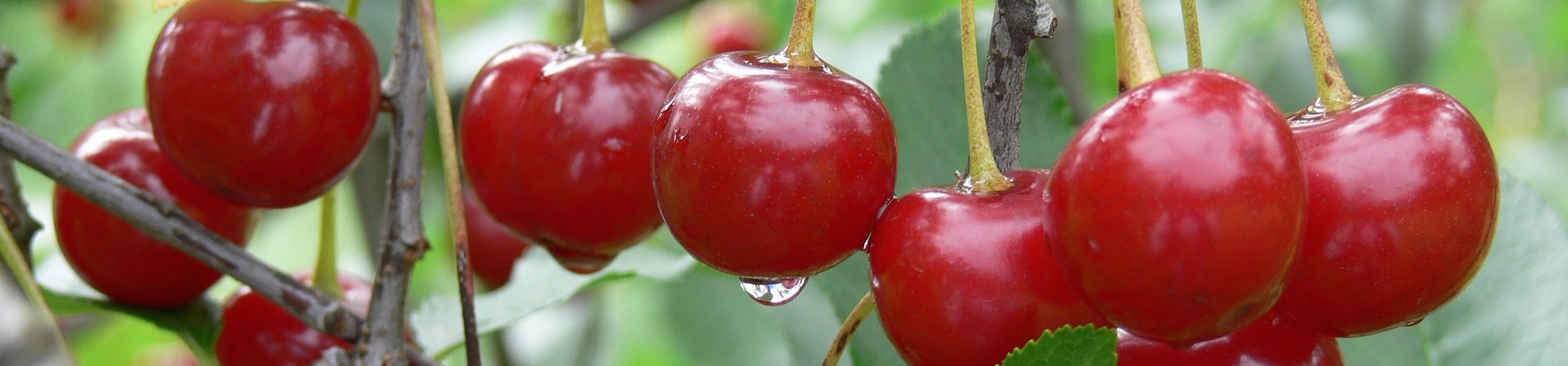 sour-cherry-1401014_1920.jpg
